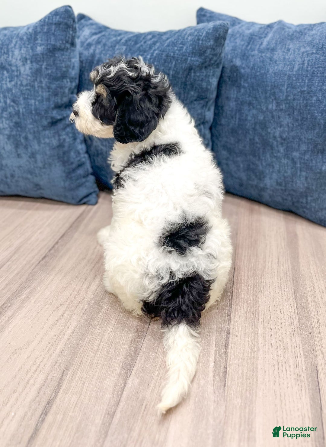 Mini Bernedoodle dogs for sale: Diva - Image 6