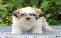 Shih Tzu dogs for sale: Alex - Image 2