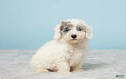 Miniature Poodle dogs for sale: Leo - Image 4