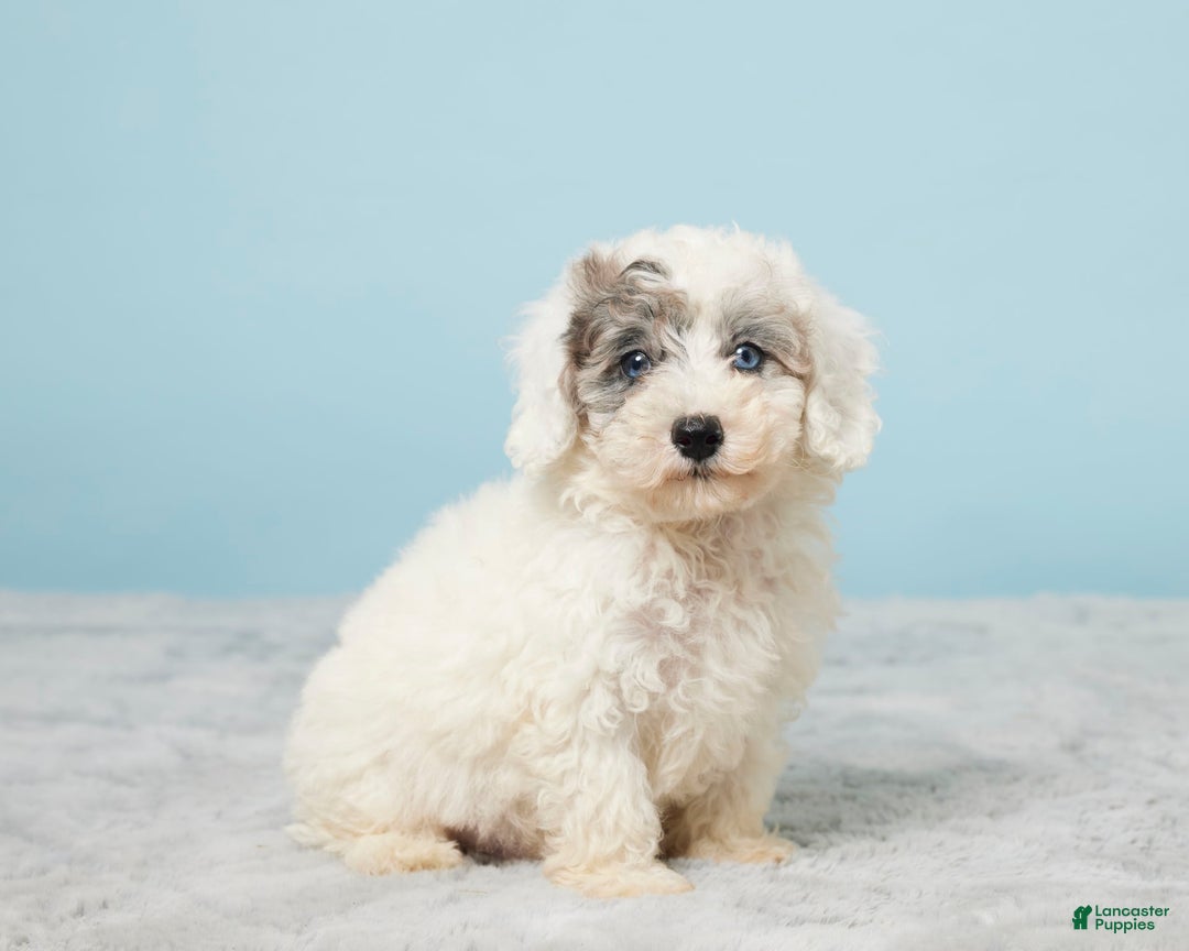 Miniature Poodle dogs for sale: Leo - Image 4