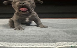 French Bulldog dogs for sale: Starbucks - Image 5