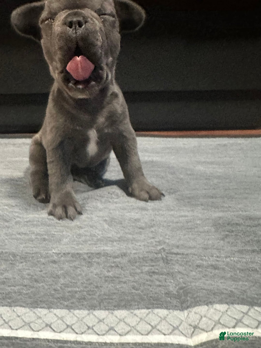 French Bulldog dogs for sale: Starbucks - Image 5