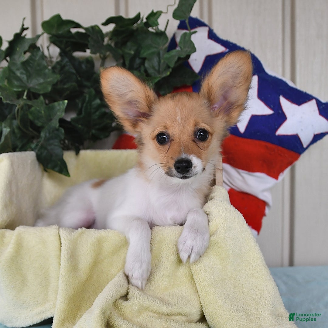 Papillon dogs for sale: Melody - Image 10