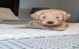 Labradoodle dogs for sale: Maple - Image 2