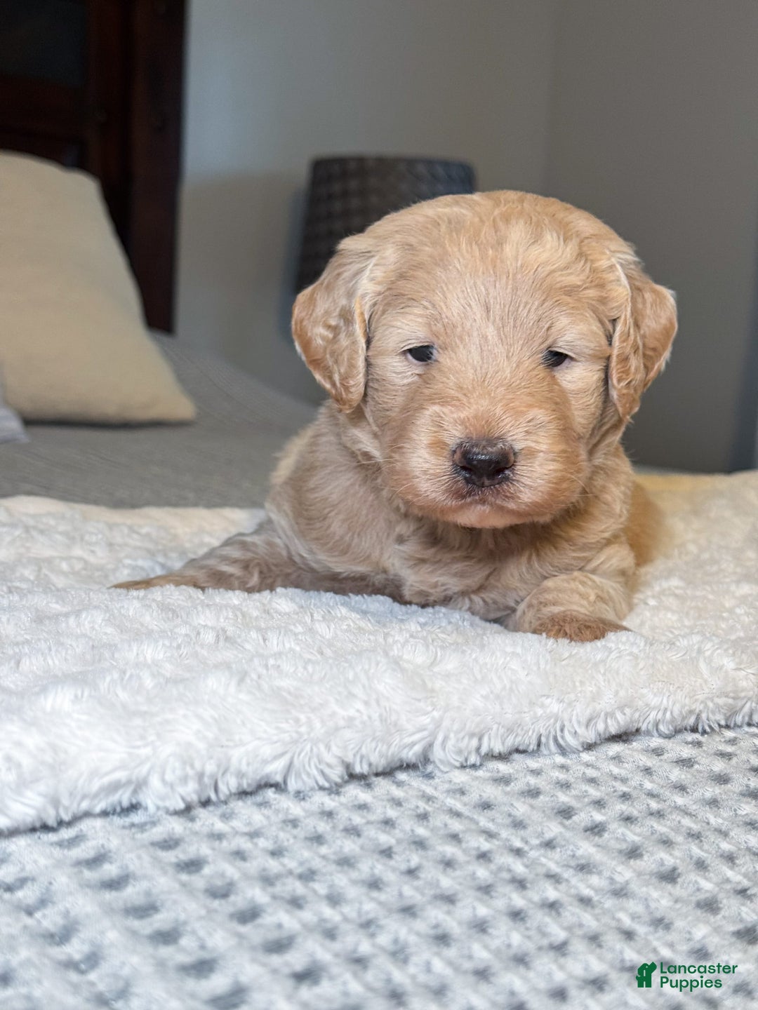 Labradoodle dogs for sale: Maple - Image 2