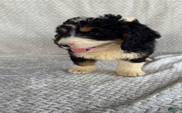 Mini Bernedoodle dogs for sale: Milo - Image 9