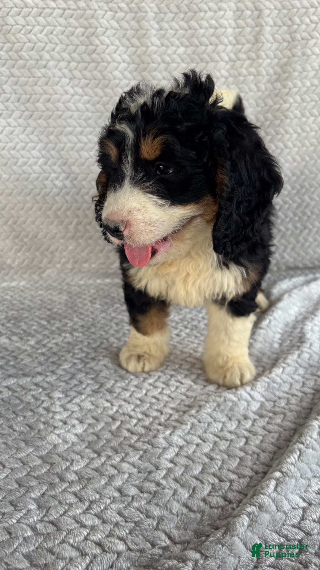 Mini Bernedoodle dogs for sale: Milo - Image 9