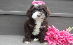 Cockapoo dogs for sale: Laci - Image 2
