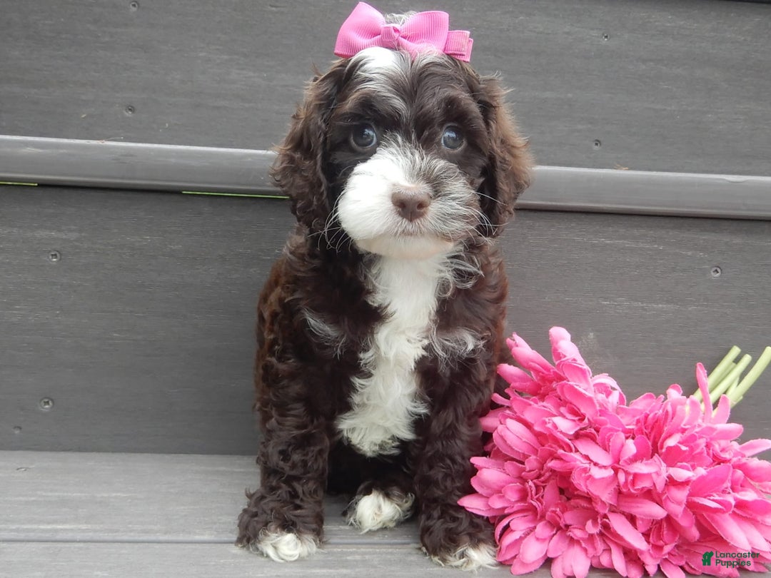 Cockapoo dogs for sale: Laci - Image 2