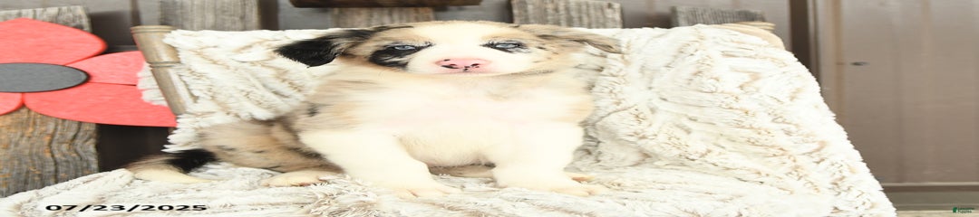 Nibbles