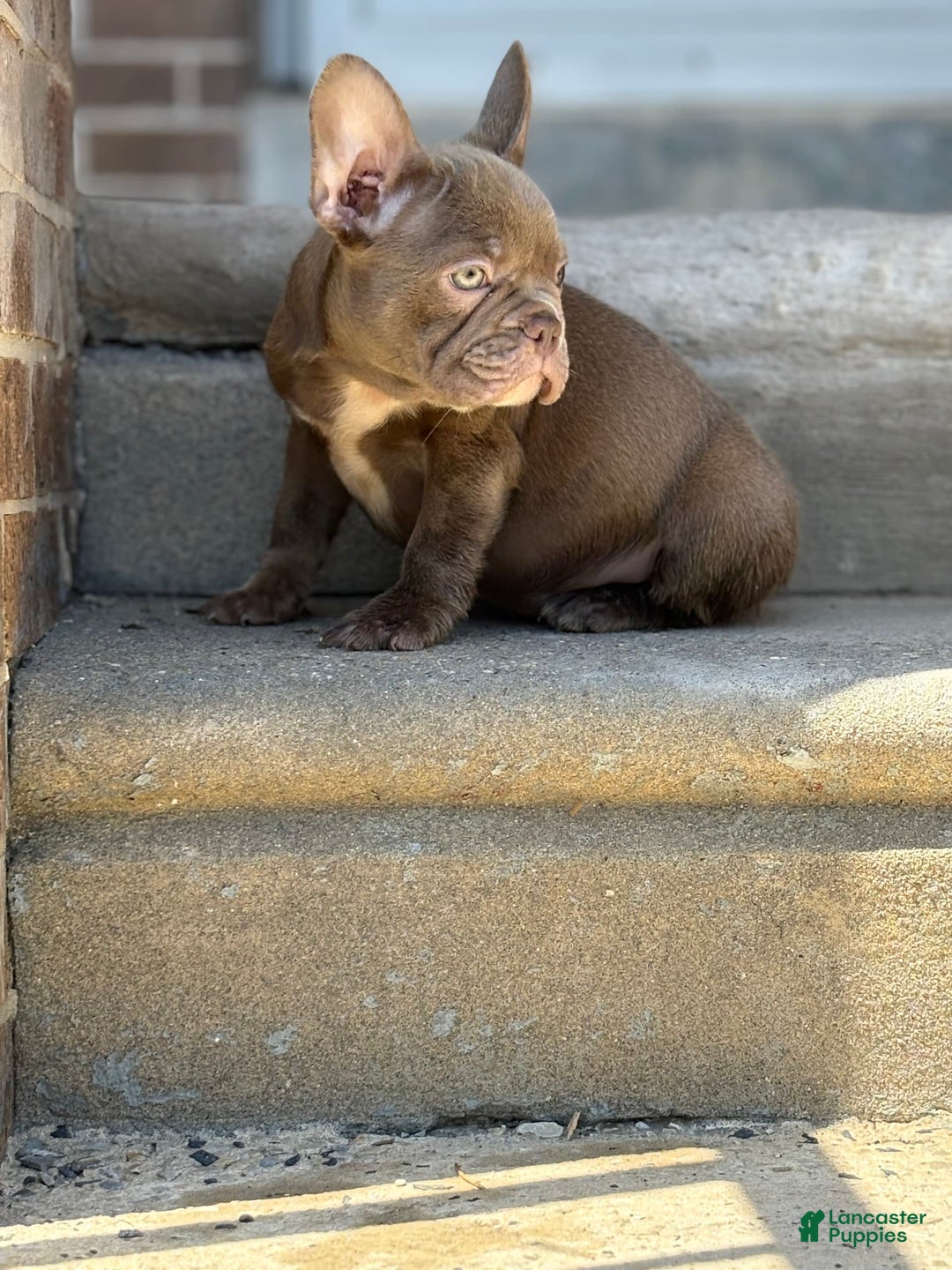 French Bulldog dogs for sale: Crisean boy rojo - Image 1