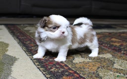 Shih Tzu dogs for sale: Max - Image 1