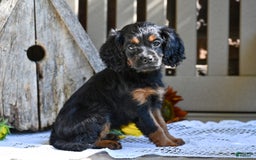 Cavapoo dogs for sale: Cavapoo 6 puppies - Image 1