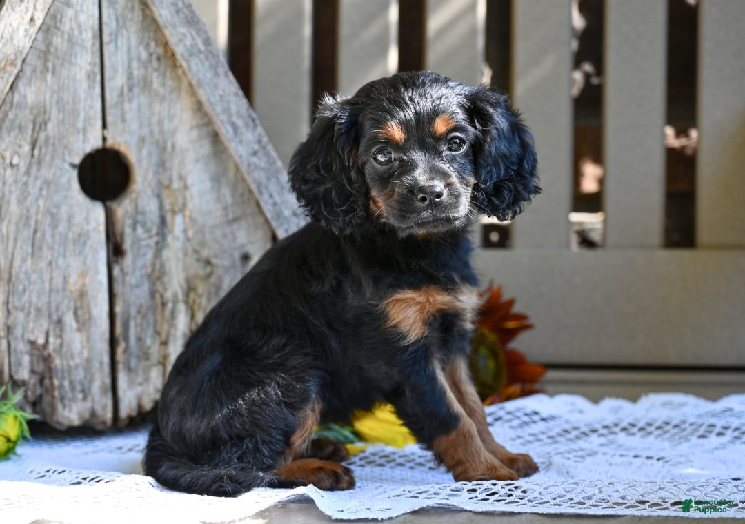 Cavapoo dogs for sale: Cavapoo 6 puppies - Image 1
