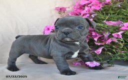 Frenchton dogs for sale: Frisky - Image 2