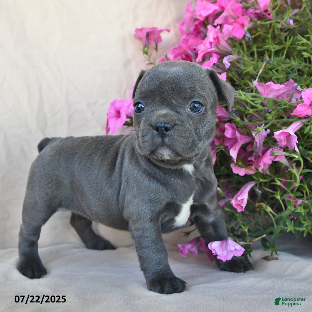 Frenchton dogs for sale: Frisky - Image 2