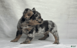 French Bulldog dogs for sale: cleo - Image 1
