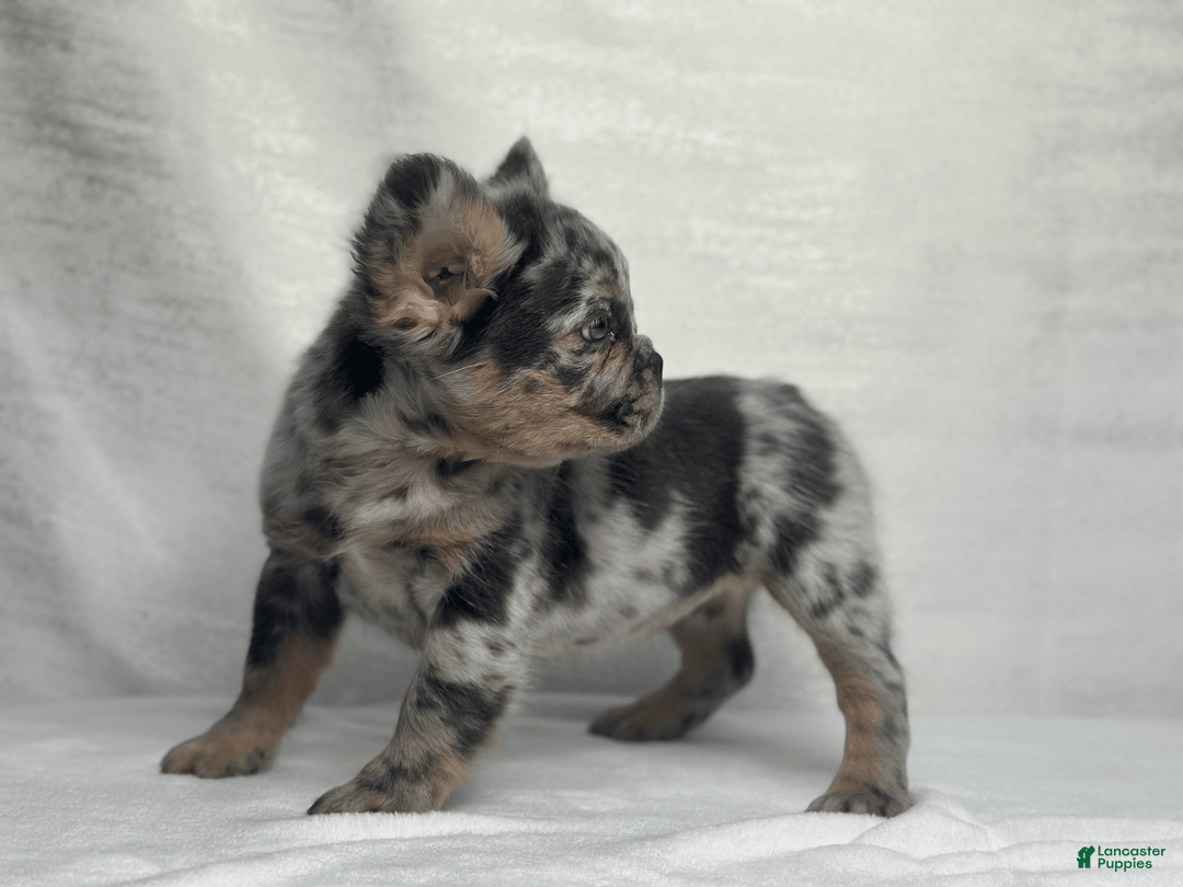 French Bulldog dogs for sale: cleo - Image 1