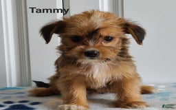 Shorkie dogs for sale: Tammy - Image 5