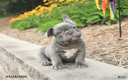 Frenchton dogs for sale: Robby - Image 1