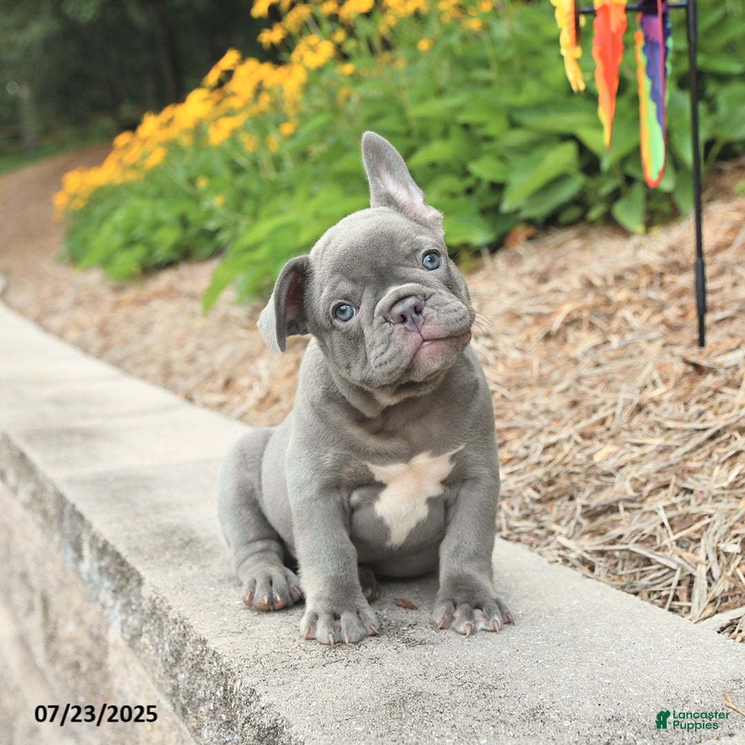 Frenchton dogs for sale: Robby - Image 1