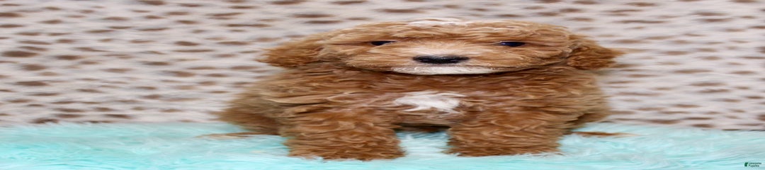 Carlos