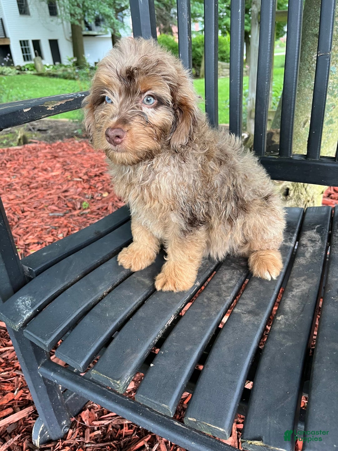 Mini Aussiedoodle dogs for sale: Ringo - Image 13