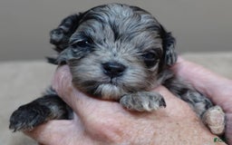 Maltipoo dogs for sale: Rare merle boy - Image 4