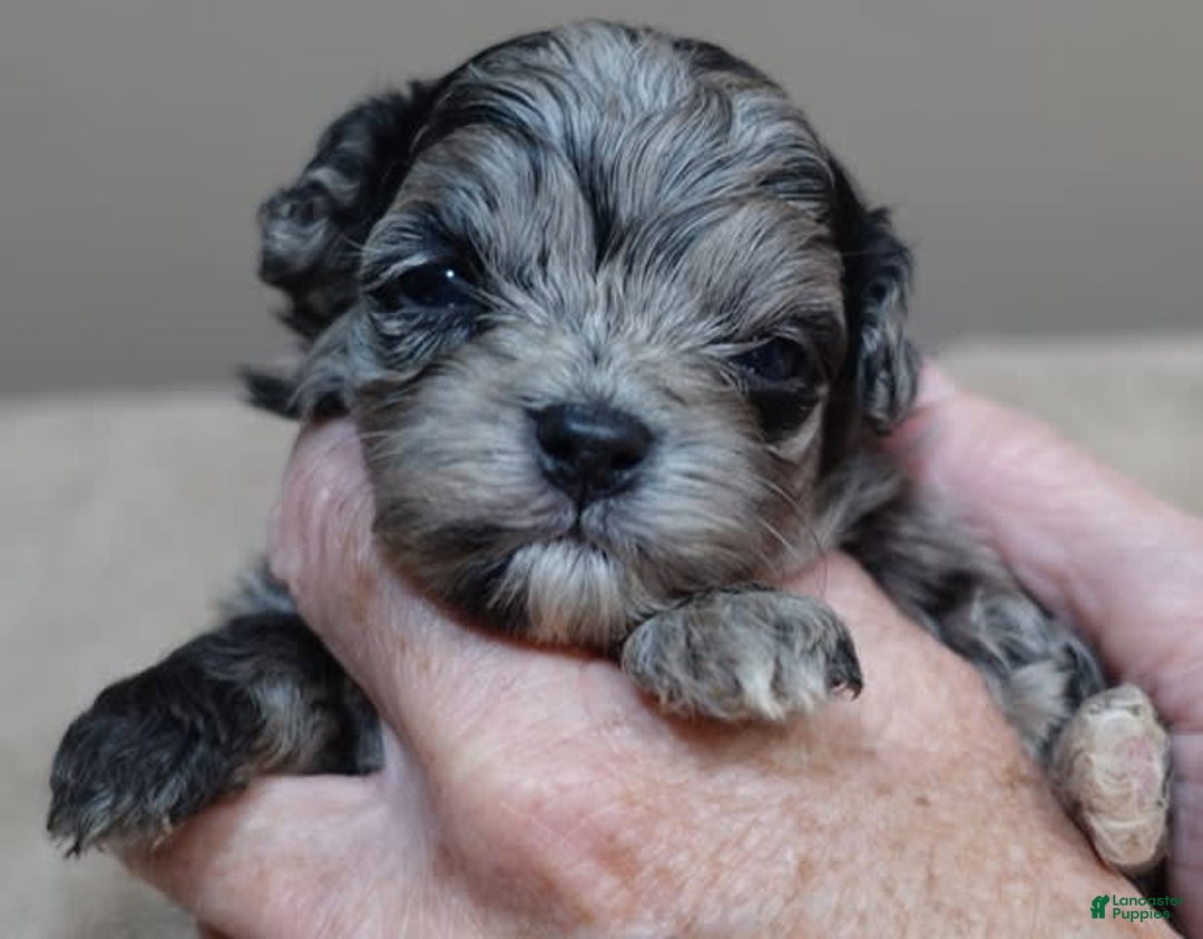 Maltipoo dogs for sale: Rare merle boy - Image 4