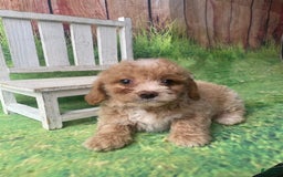 Mini Goldendoodle dogs for sale: Lani - Image 7