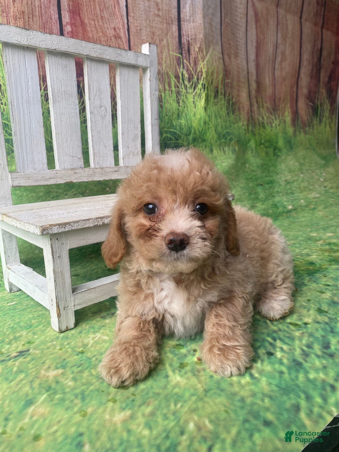Mini Goldendoodle dogs for sale: Lani - Image 7