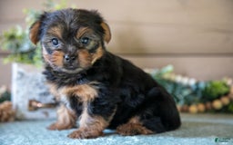 Yorkshire Terrier dogs for sale: Flynn - Image 3
