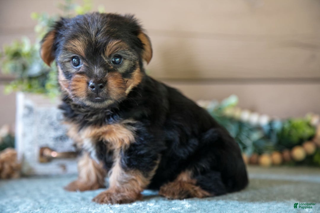 Yorkshire Terrier dogs for sale: Flynn - Image 3