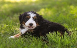 Mini Bernedoodle dogs for sale: Mary - Image 10