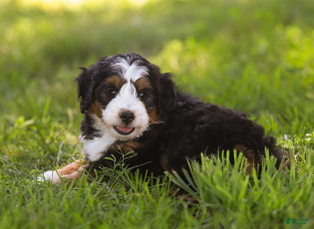 Mini Bernedoodle dogs for sale: Mary - Image 10