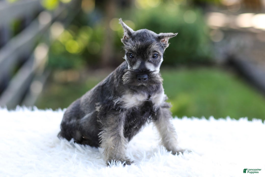Miniature Schnauzer dogs for sale: Austin - Image 14