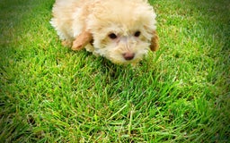 Havapoo dogs for sale: Twinkie - Image 6