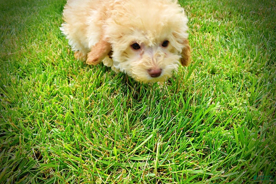 Havapoo dogs for sale: Twinkie - Image 6