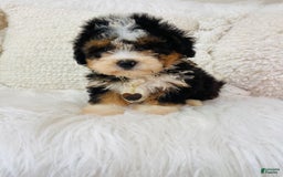 Mini Bernedoodle dogs for sale: Strawberry Shortcake - Image 2