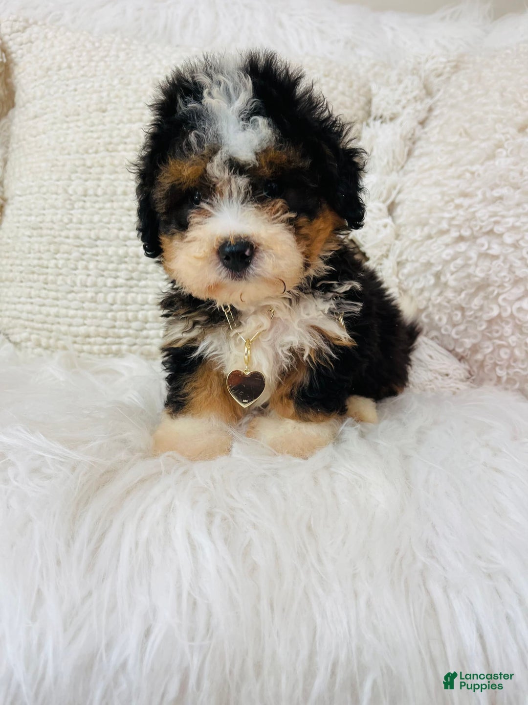 Mini Bernedoodle dogs for sale: Strawberry Shortcake - Image 2