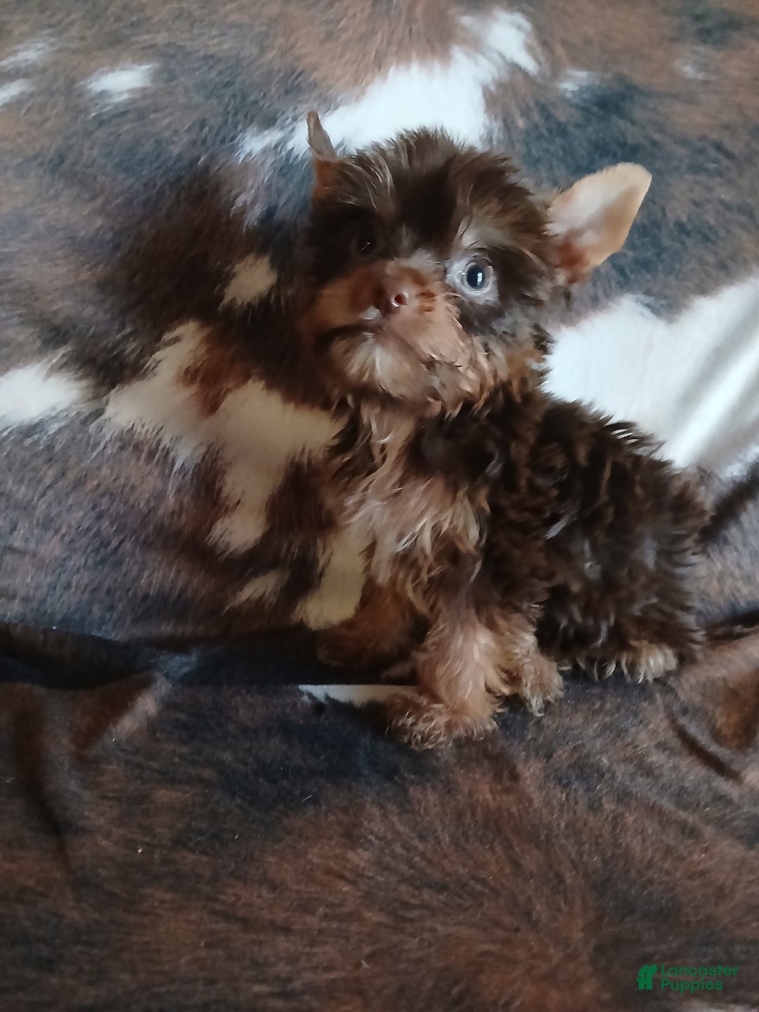 Yorkshire Terrier dogs for sale: Little Red - Image 1
