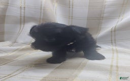 Yorkshire Terrier dogs for sale: 2 Socks - Image 4
