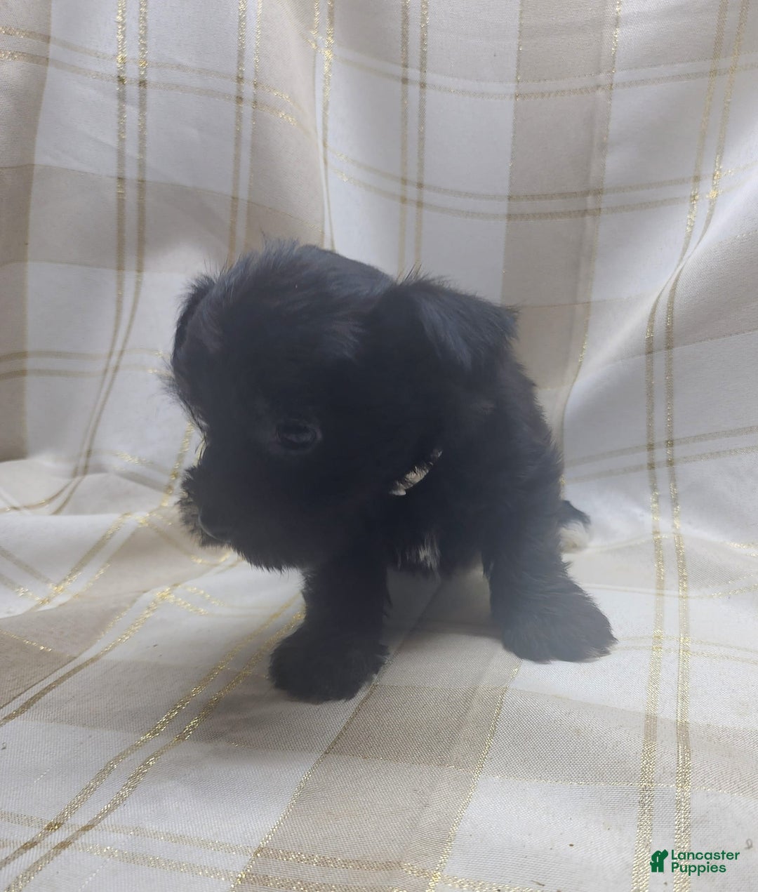 Yorkshire Terrier dogs for sale: 2 Socks - Image 4