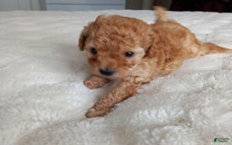 Maltipoo dogs for sale: Rachel - Image 7