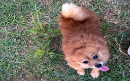 Pomeranian dogs for sale: Abbigail - Image 12