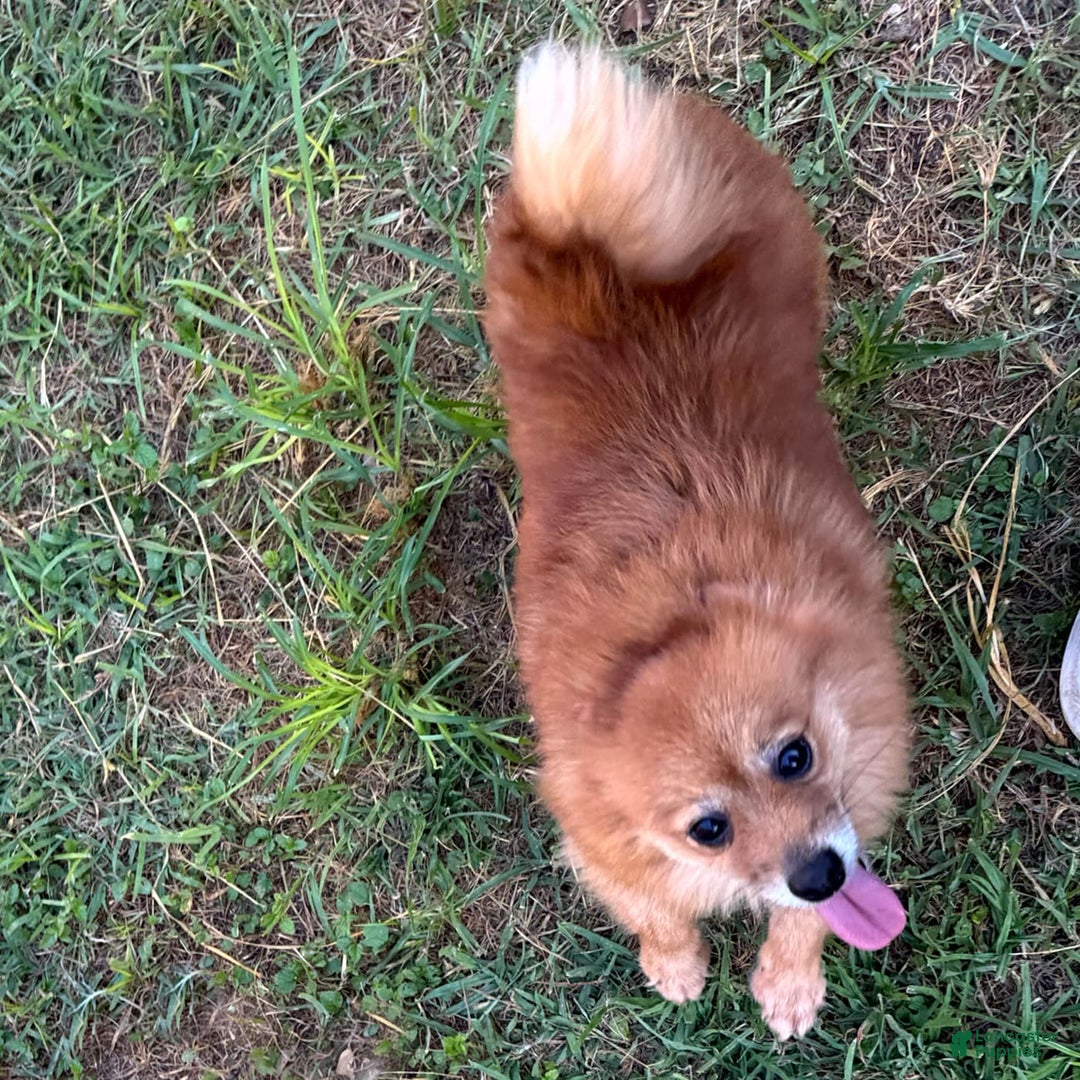 Pomeranian dogs for sale: Abbigail - Image 12