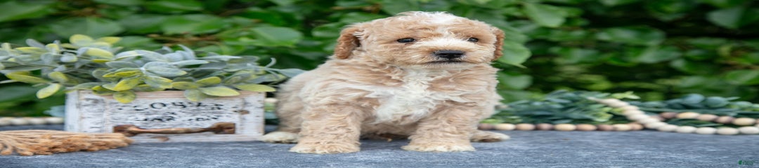 Winston