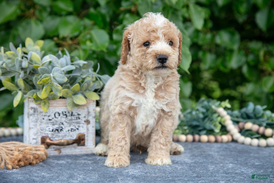 Miniature Poodle dogs for sale: Winston - Image 2