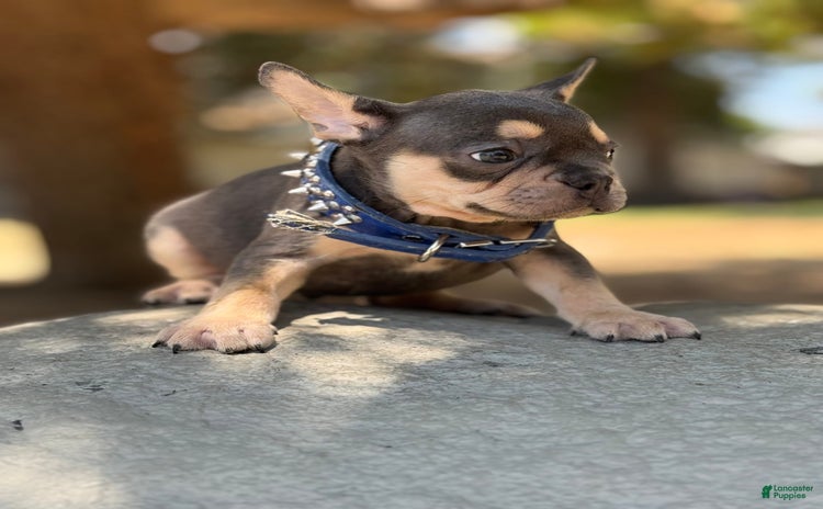 French Bulldog dogs for sale - Ad 3