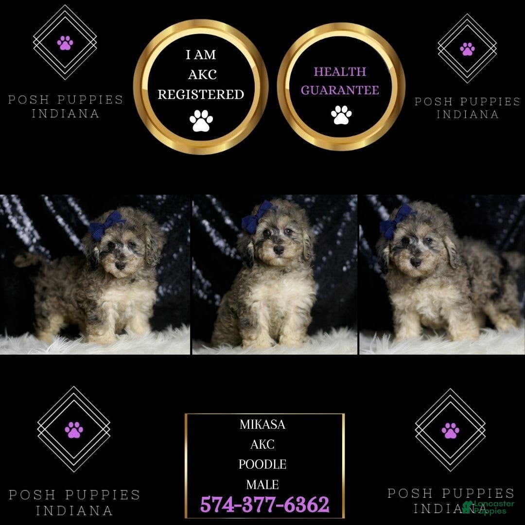 Miniature Poodle dogs for sale: Mikasa - Image 3